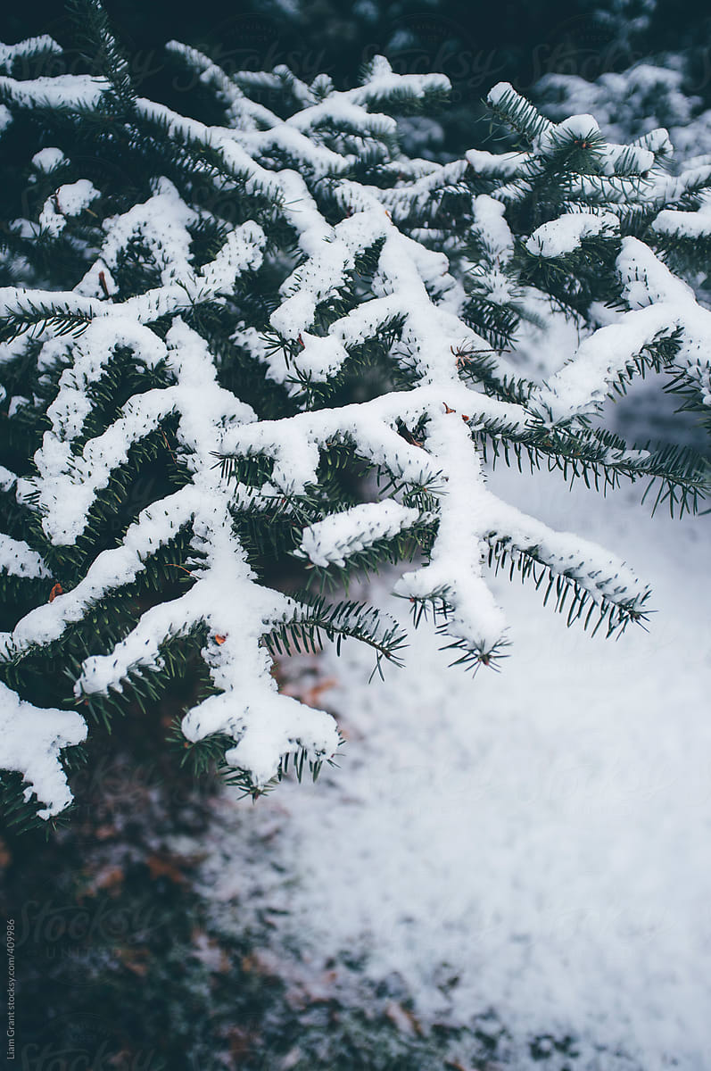 Snow covered fir tree.
