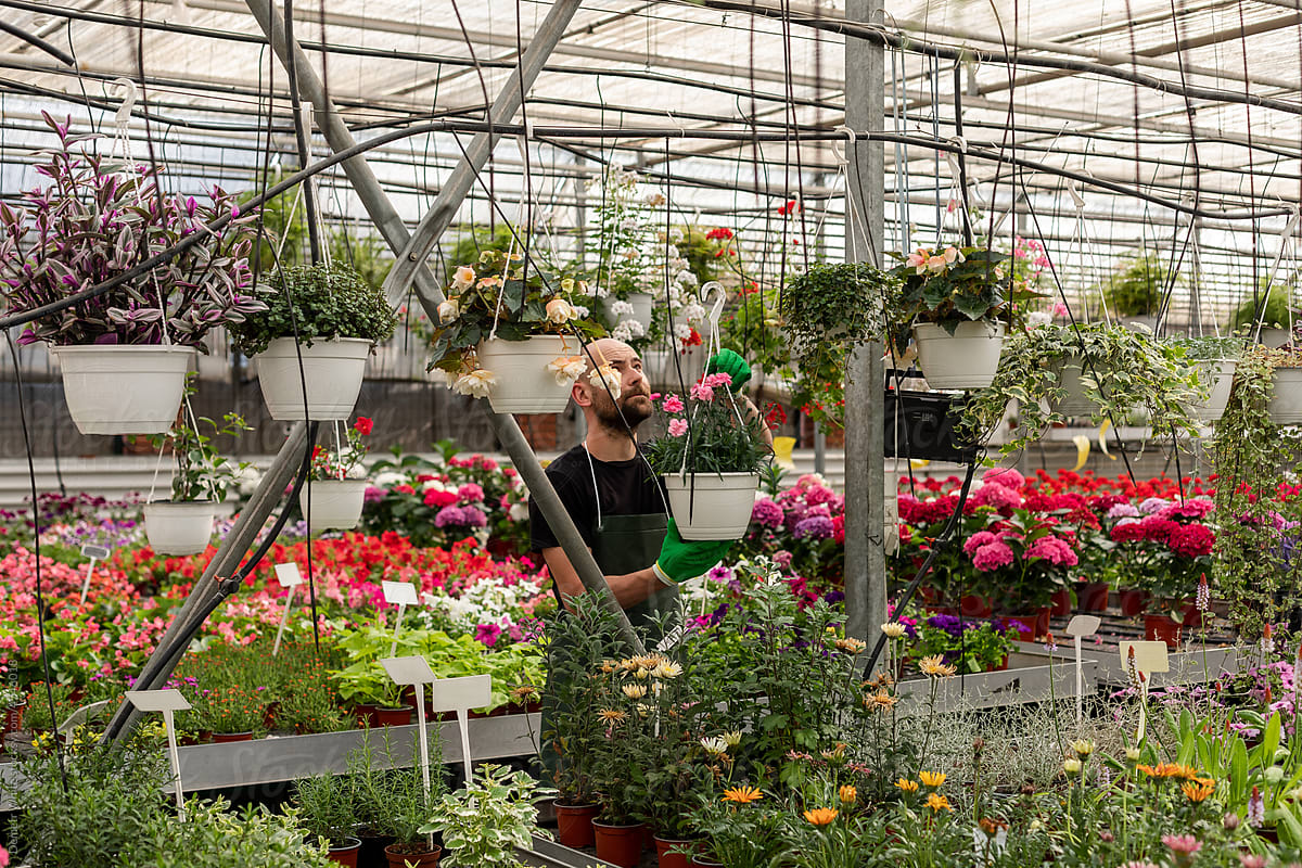 Florist hangs out flowerpot with plants inside orangery