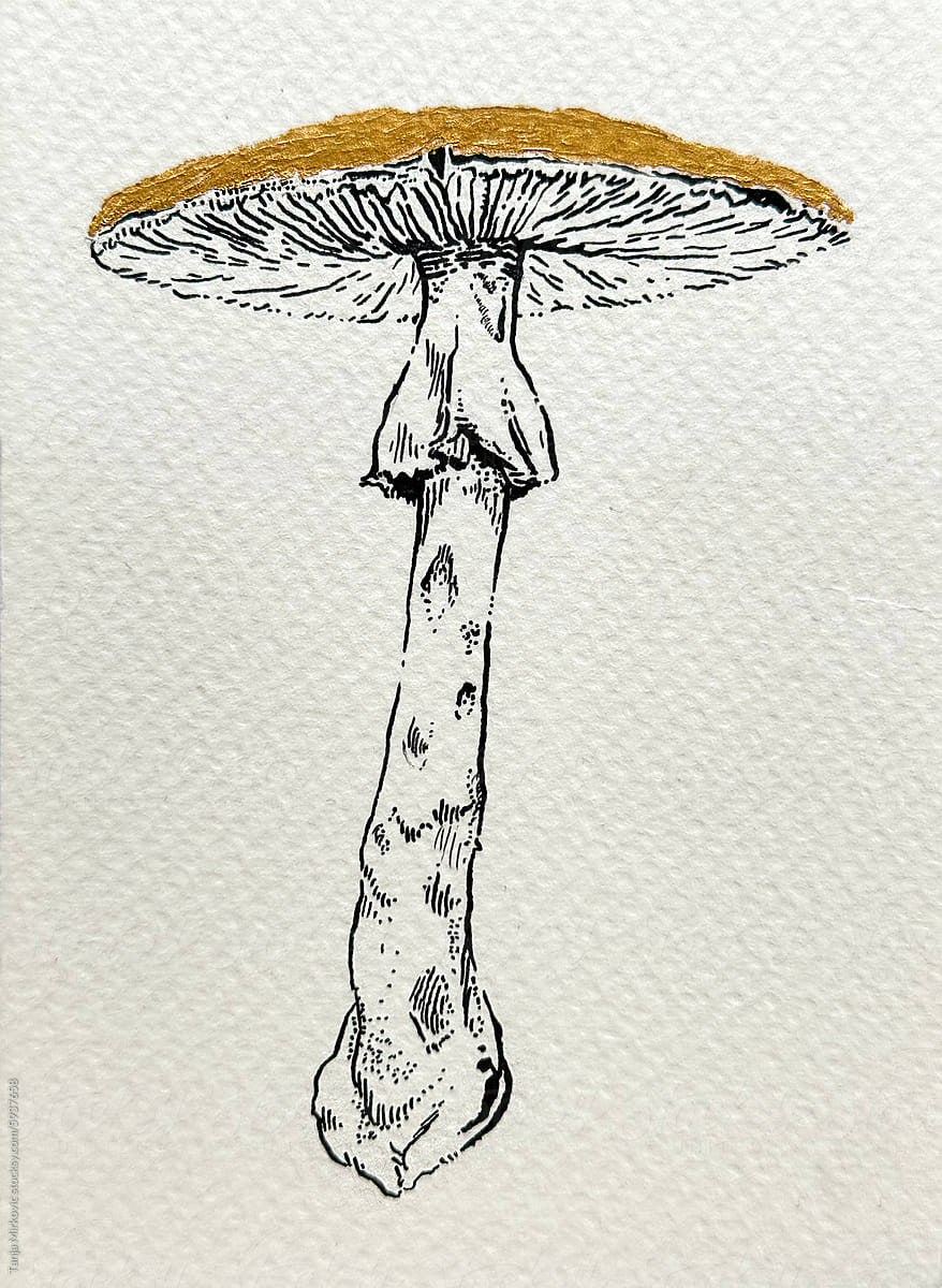 Mushroom Amanita Bisporigera drawing