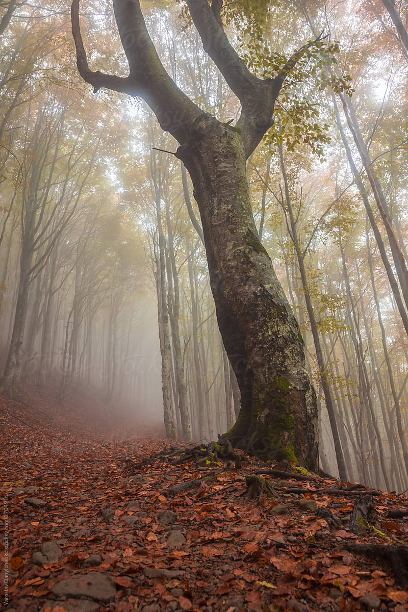 Old tree in a foggy forest.