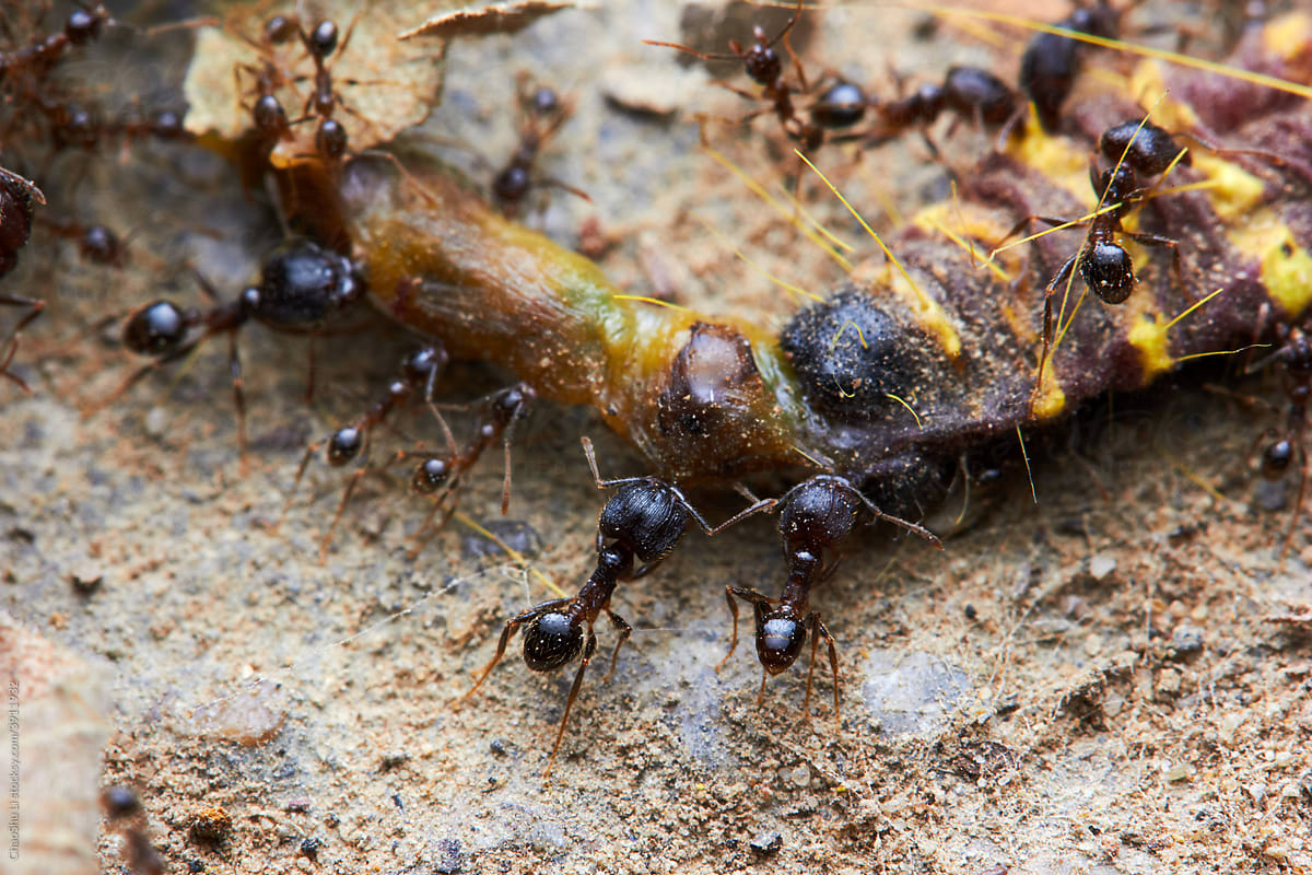 The microscopic insect world under the lens, ants