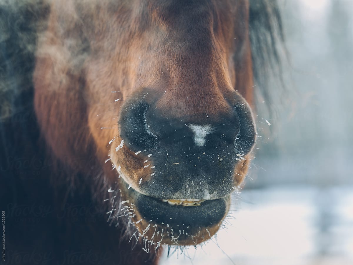 closeup of nose of a horse with steaming breath