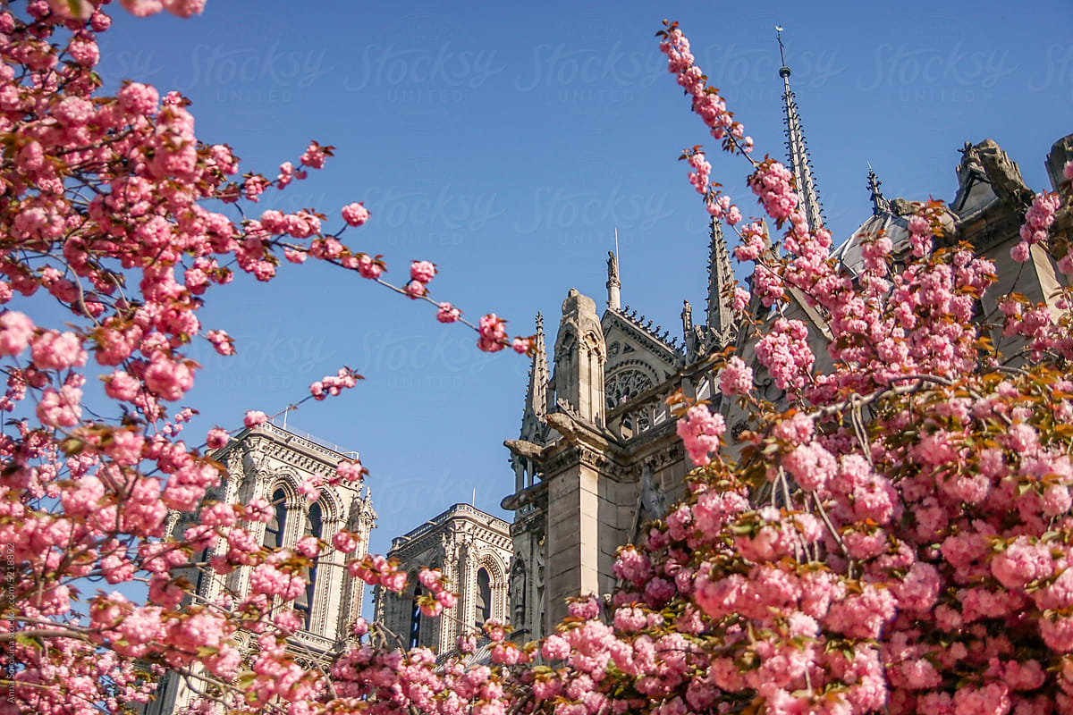 Sakura tree near Notre-Dame de Paris