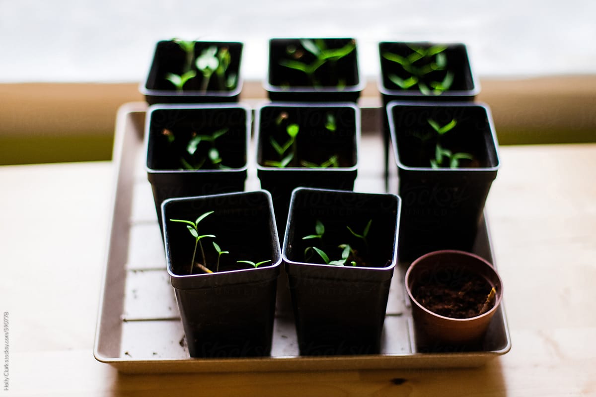 Group of tiny seedlings growing in plastic pots on table in front of window