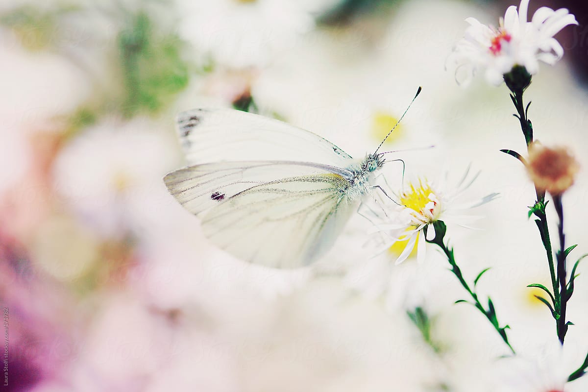 Colorful blossom and a white butterfly
