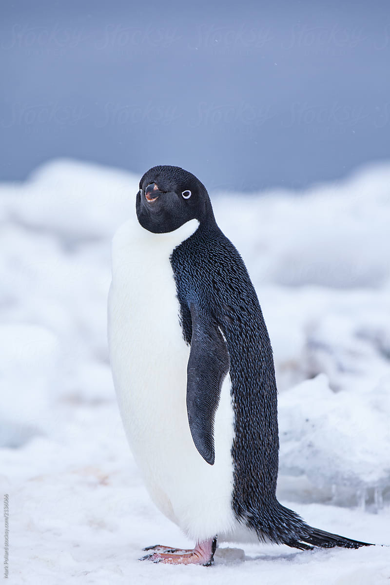 Profile of  Penguin with Sea in Background
