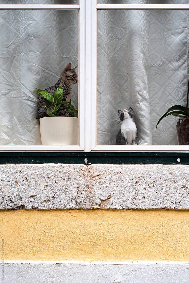 Cute kitties playing in the window frame