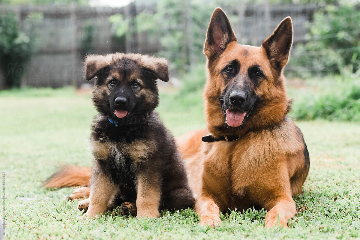 Young and adult German shepherds
