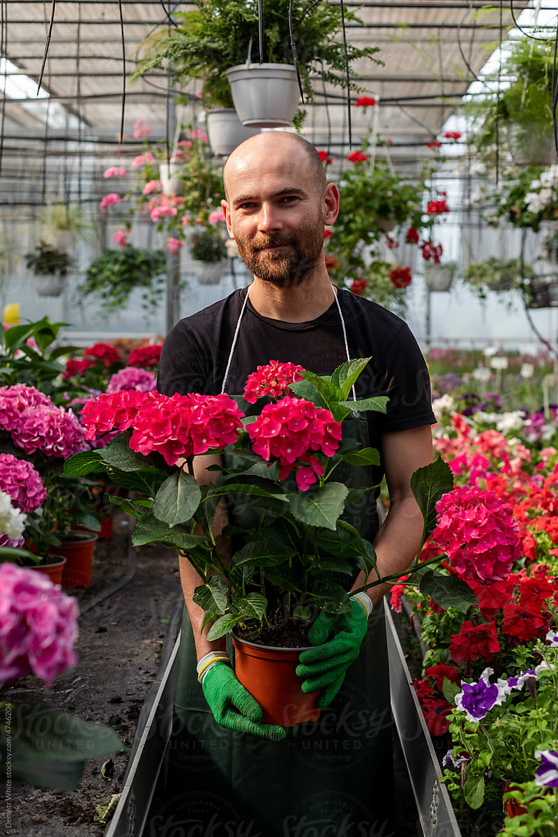 Florist holding pot with red flower inside orangery