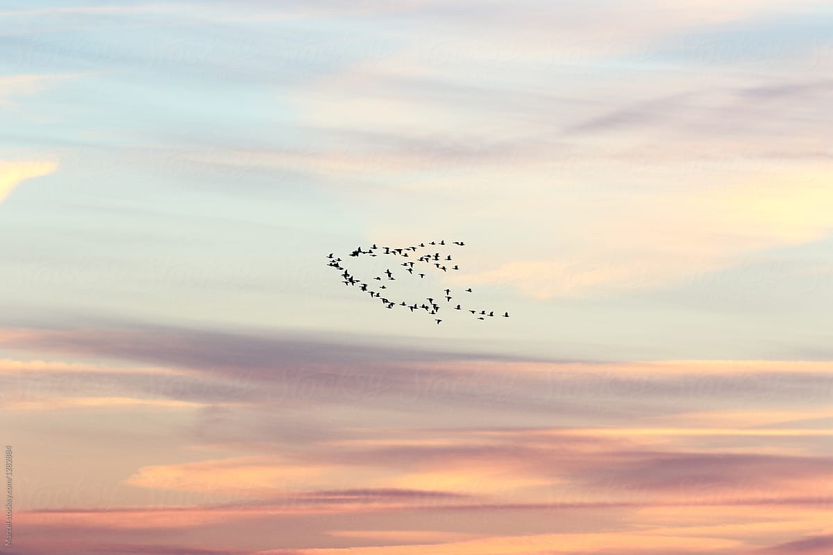 Flock of geese in sky at sunrise