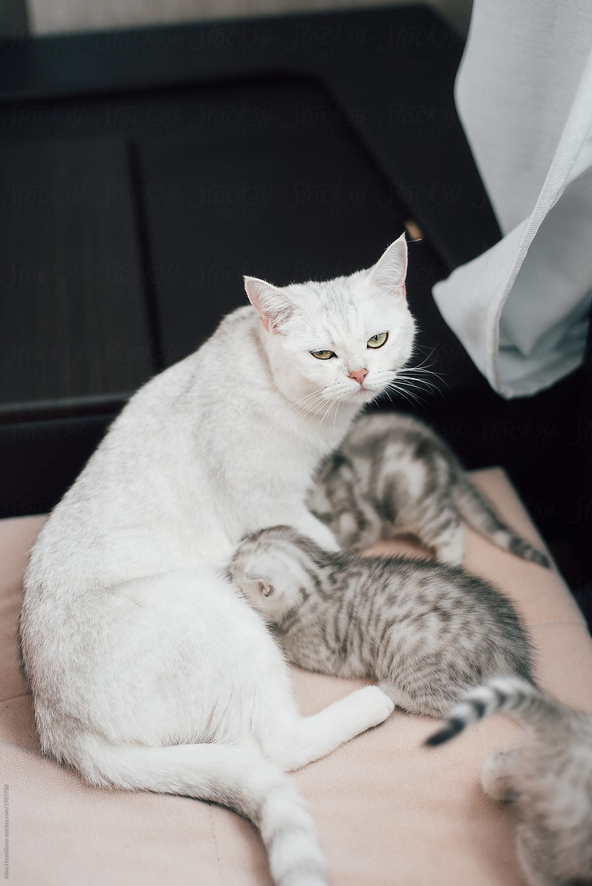 Tired cat feeding kittens