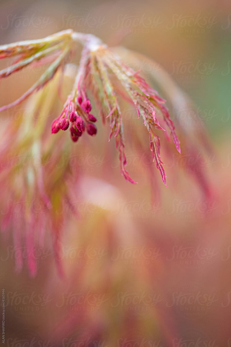 Japanese Maple tree in early spring