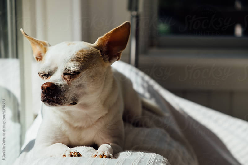 A white chihuahua boston terrier mix puppy sitting on a couch in the sunlight