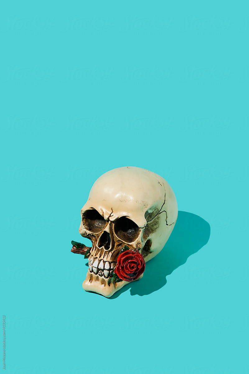 skull with a red rose in its mouth