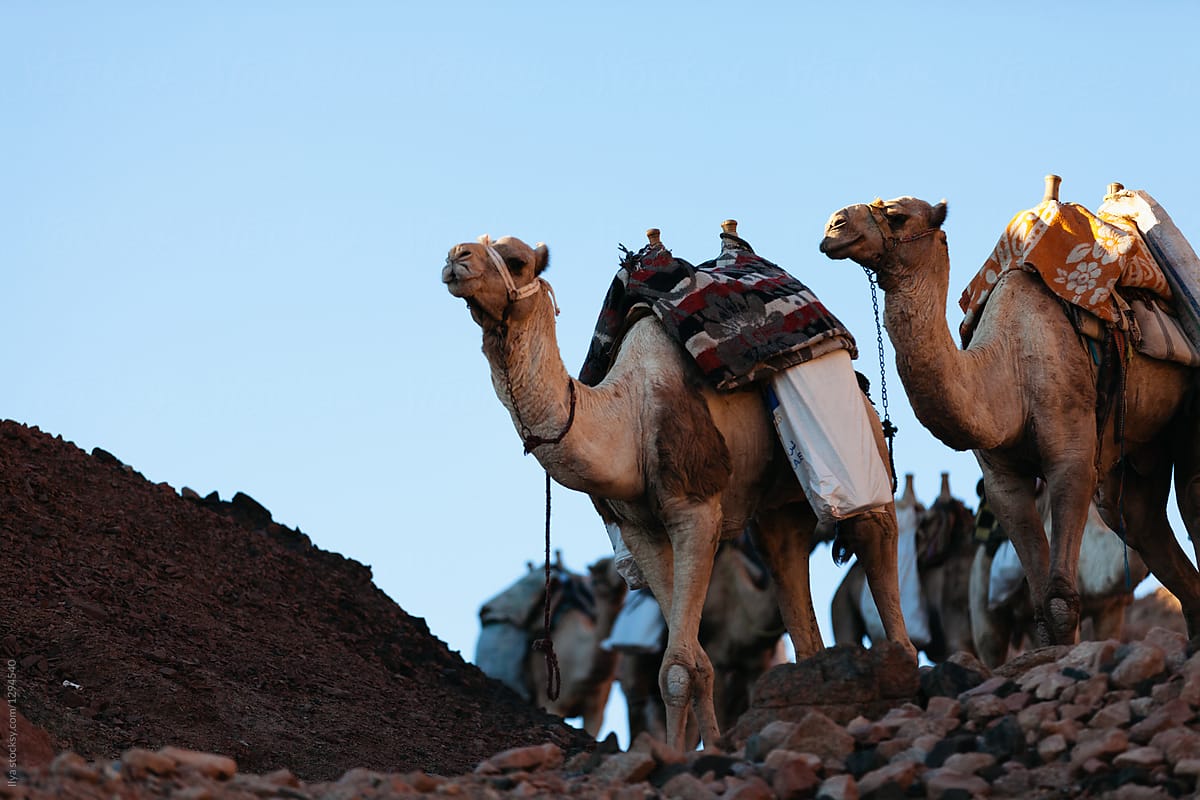 Camel caravan animal group on nature Egypt desert