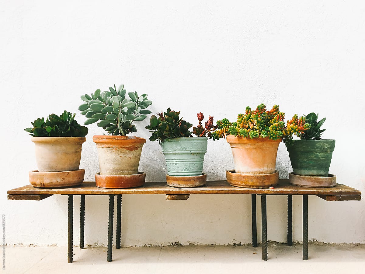 Potted Succulent Plants On A Bench By Darren Seamark