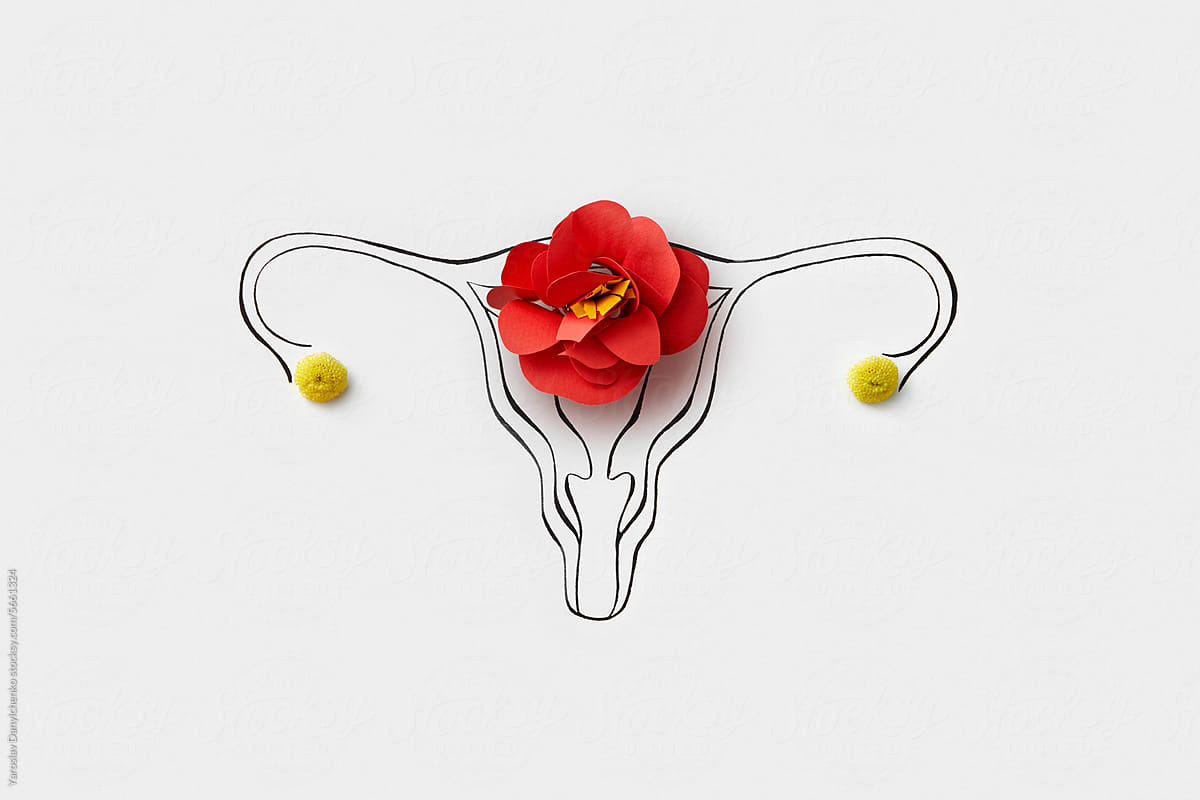 Linear art of female uterus with paper made flower and natural ones