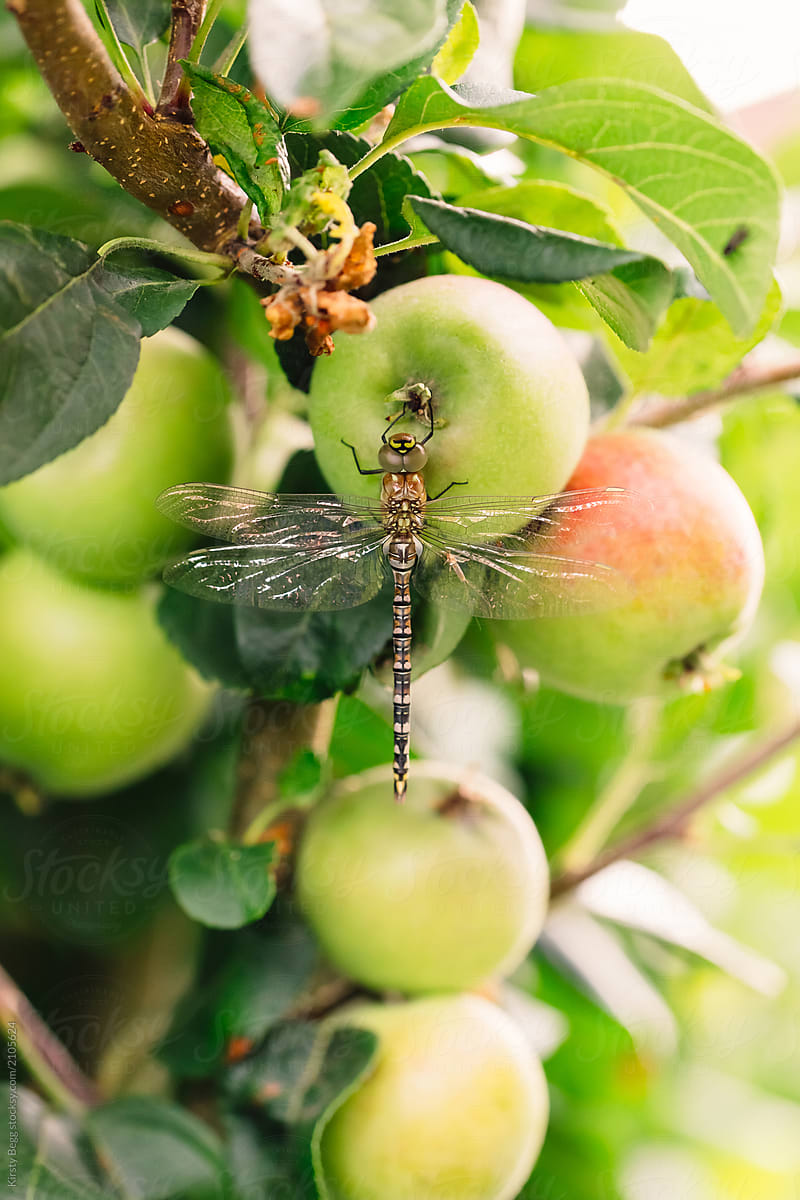 Close up of dragon fly insect on apple tree
