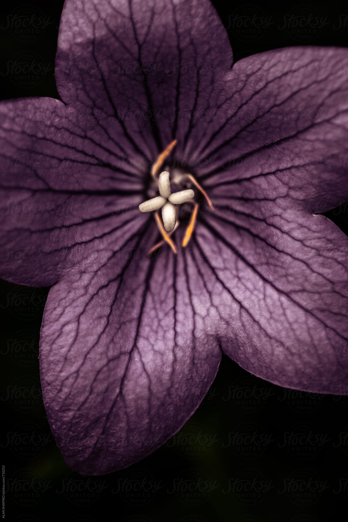 deep purple starflower