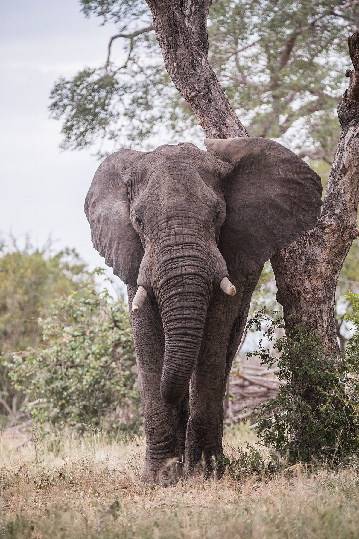 Elephant at Kruger Park