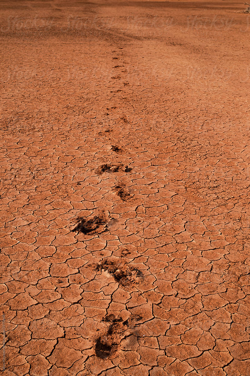 cattle hoof prints in the desert on the way to watering place