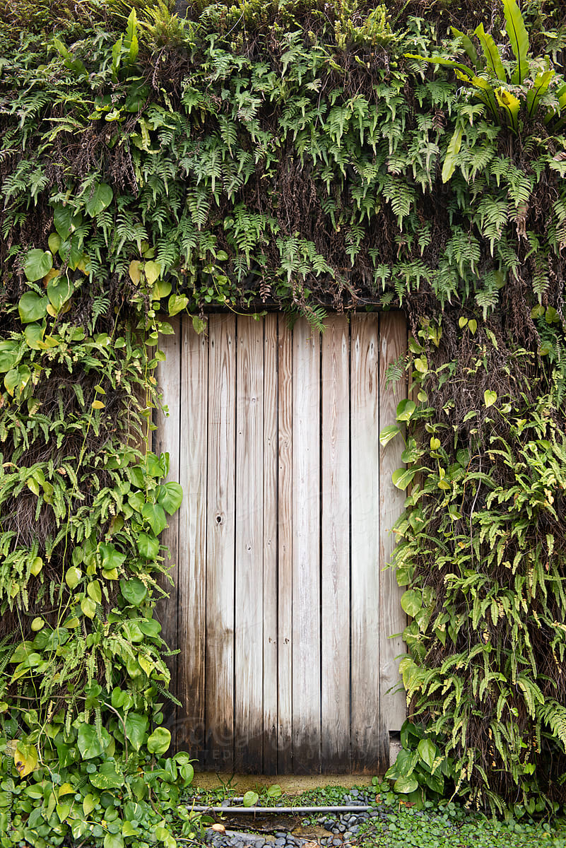 Old wooden door hidden in green wall