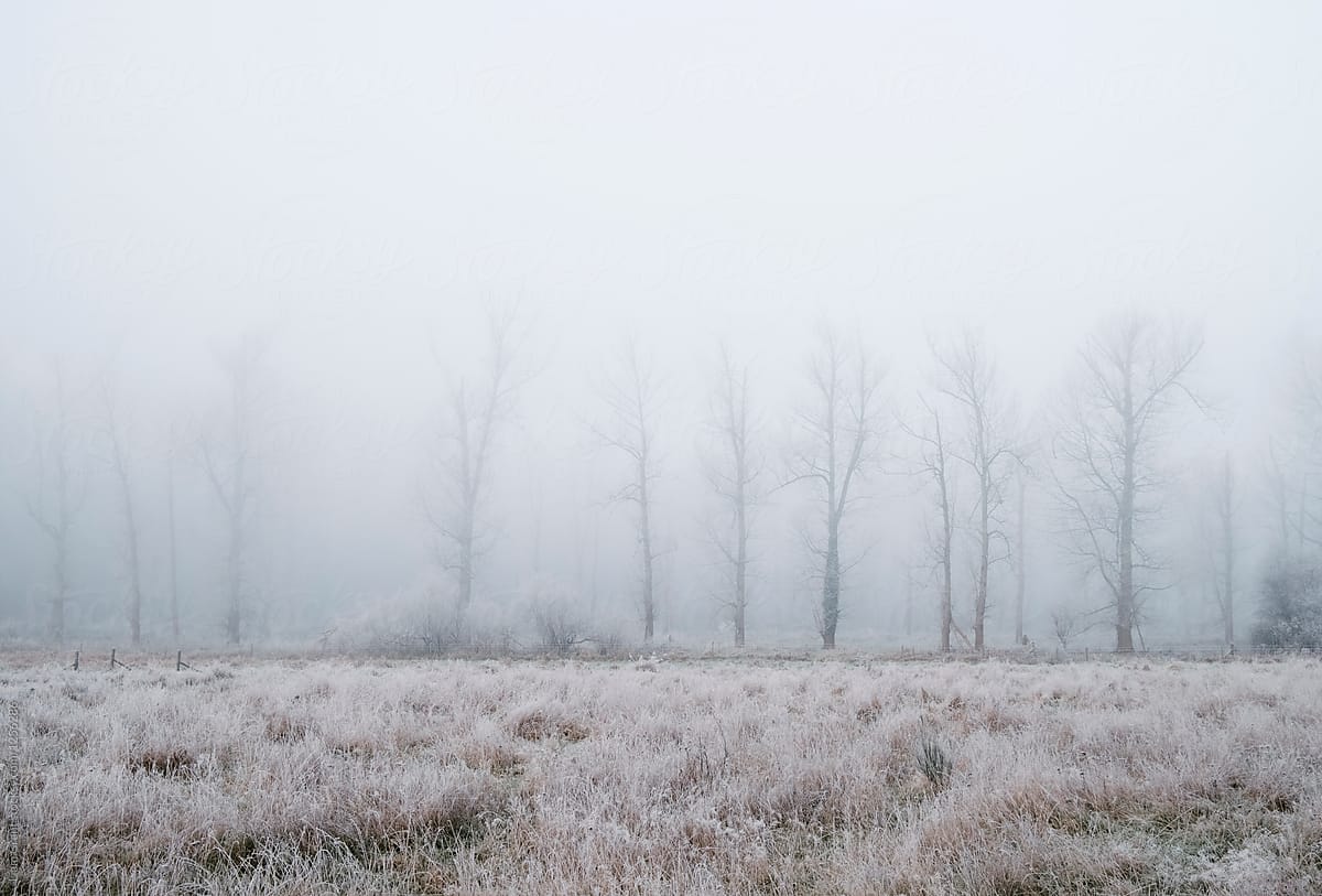 Poplar trees hidden by fog on a frost covered morning. Norfolk,