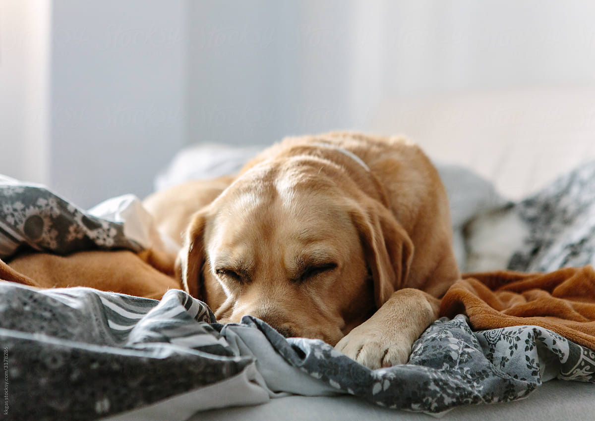 Labrador on bed