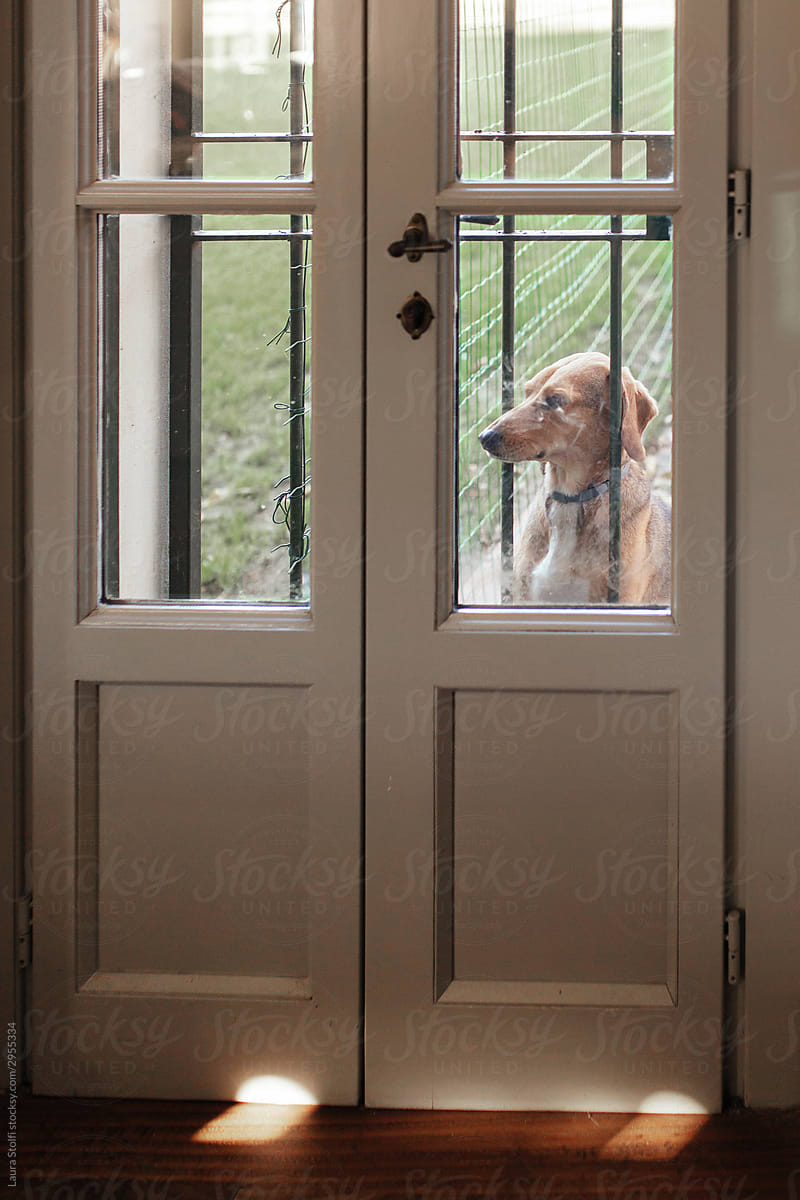 Dog stands on her feet and peers inside the house asking to be let in