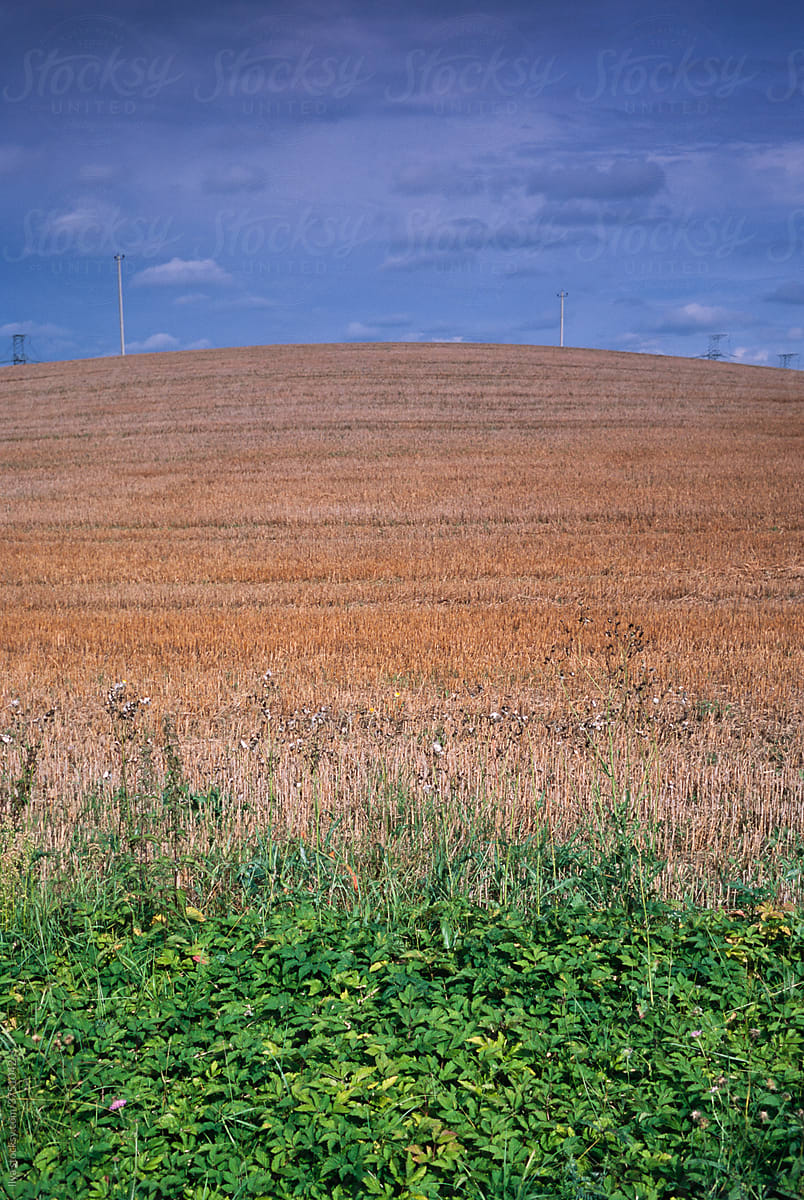 Wheat field on nature in summer