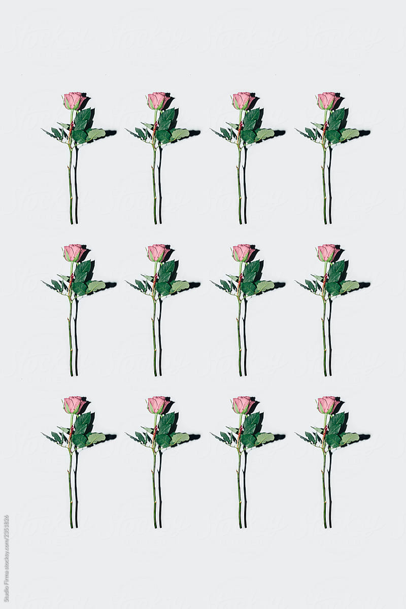 We Love Roses