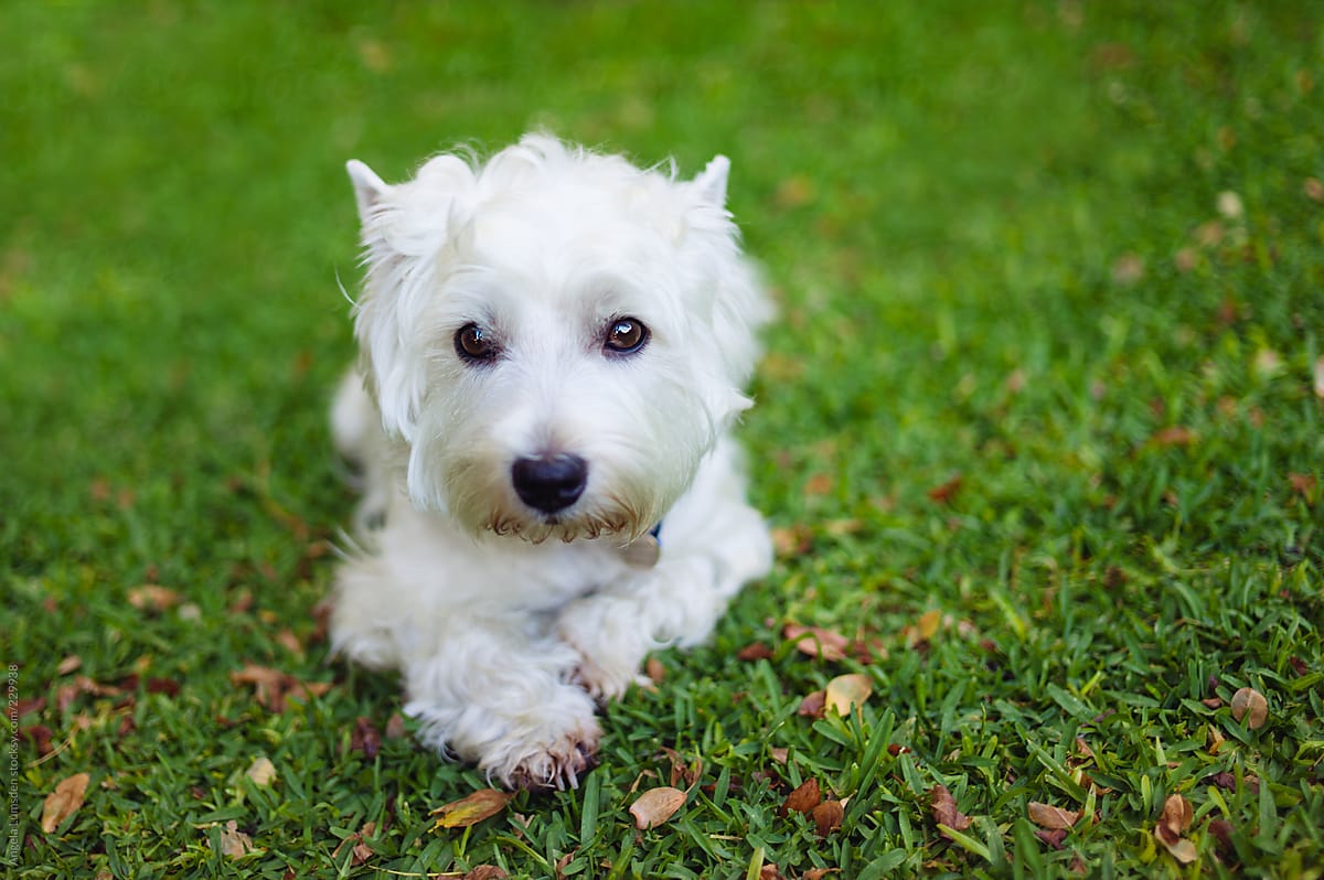 Small white dog looking pretty lying on grass