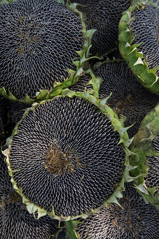 close up of sunflower seeds