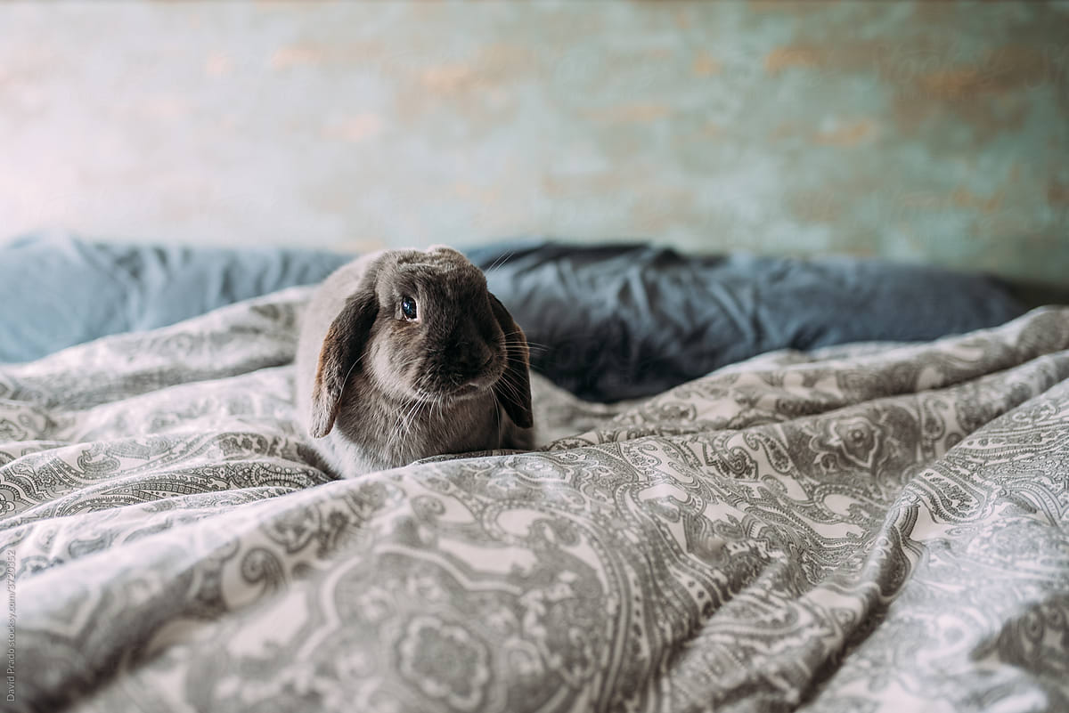 Spotted rabbit sitting on bed at home