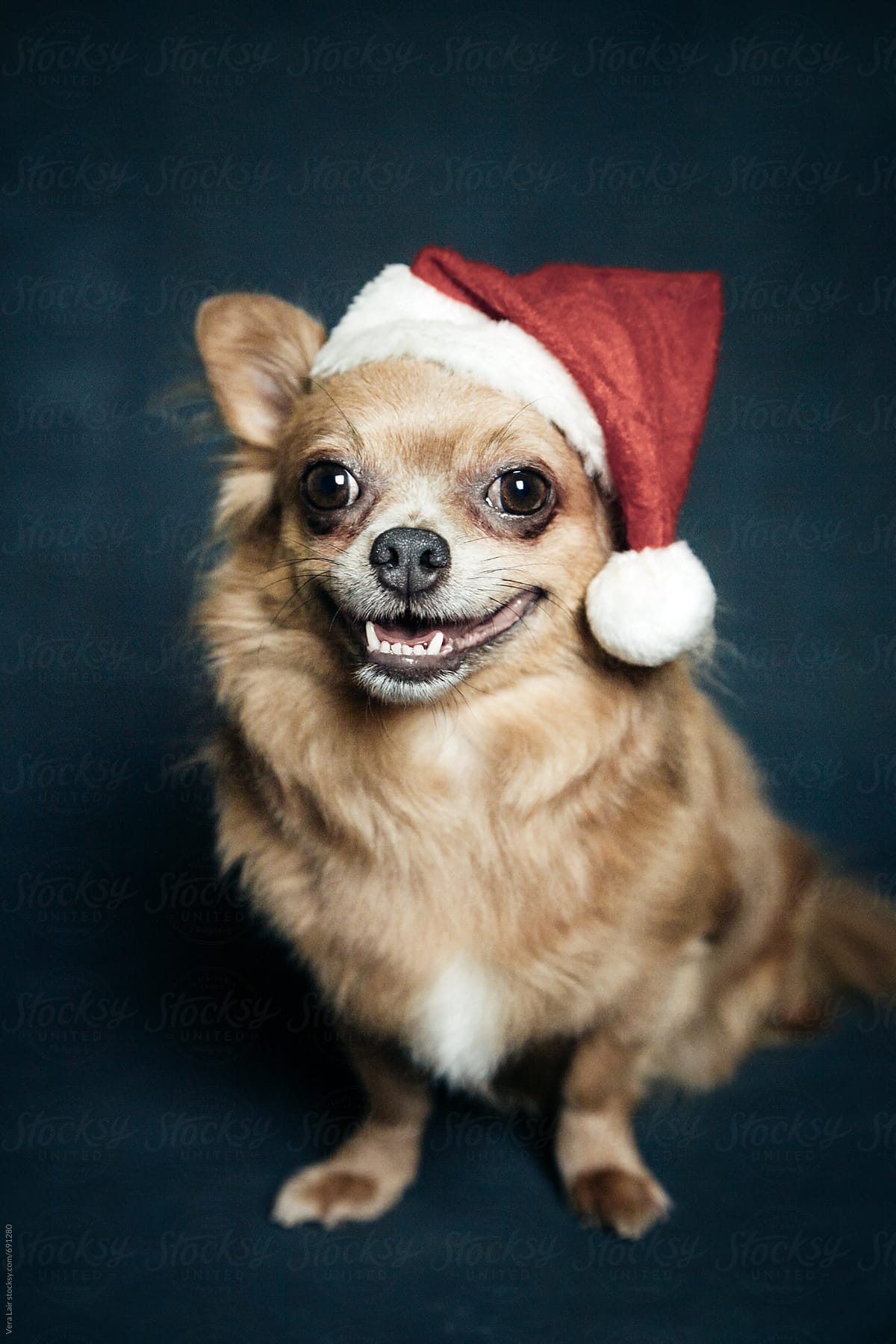 Portrait of a chihuahua, with a christmas hat
