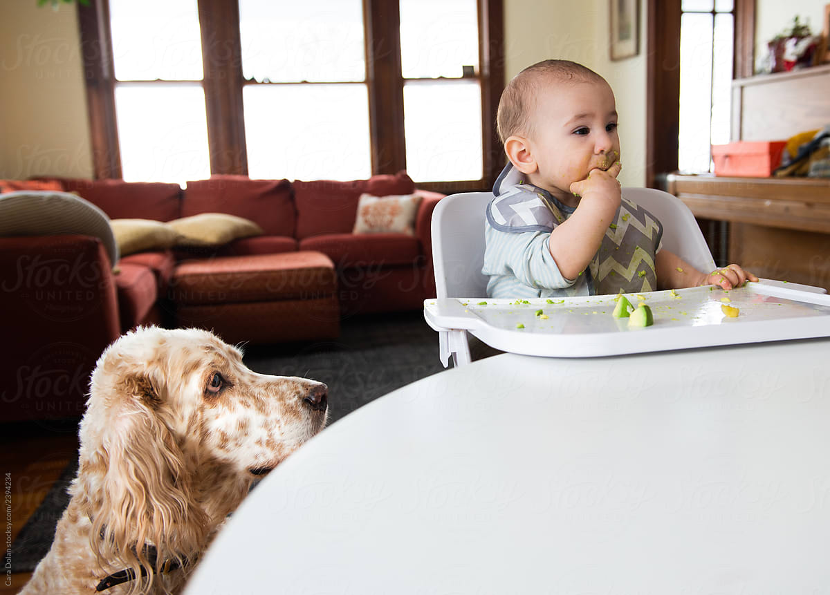 Baby Eats in High Chair with Dog Watching