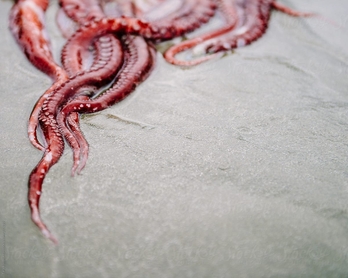 tangled tentacles of a red octopus washed ashore