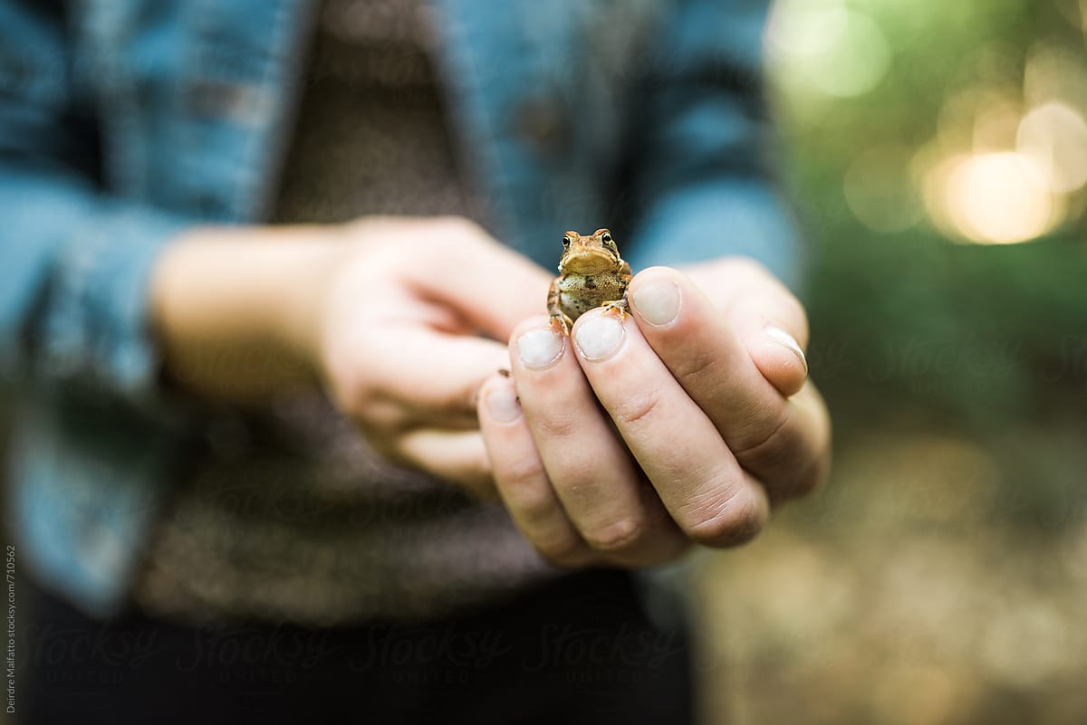 tiny toad in a girl\'s hand