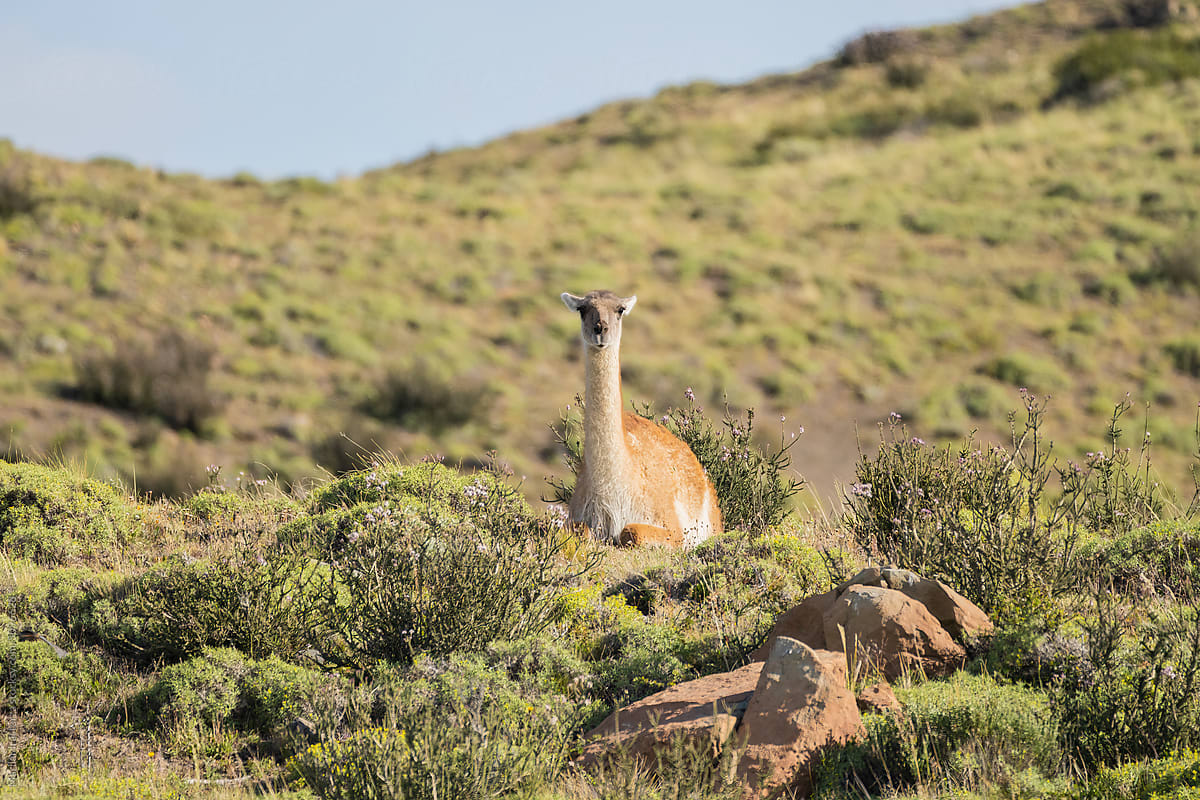 Guanaco Sitting At Torres del Paine National Park, Chile