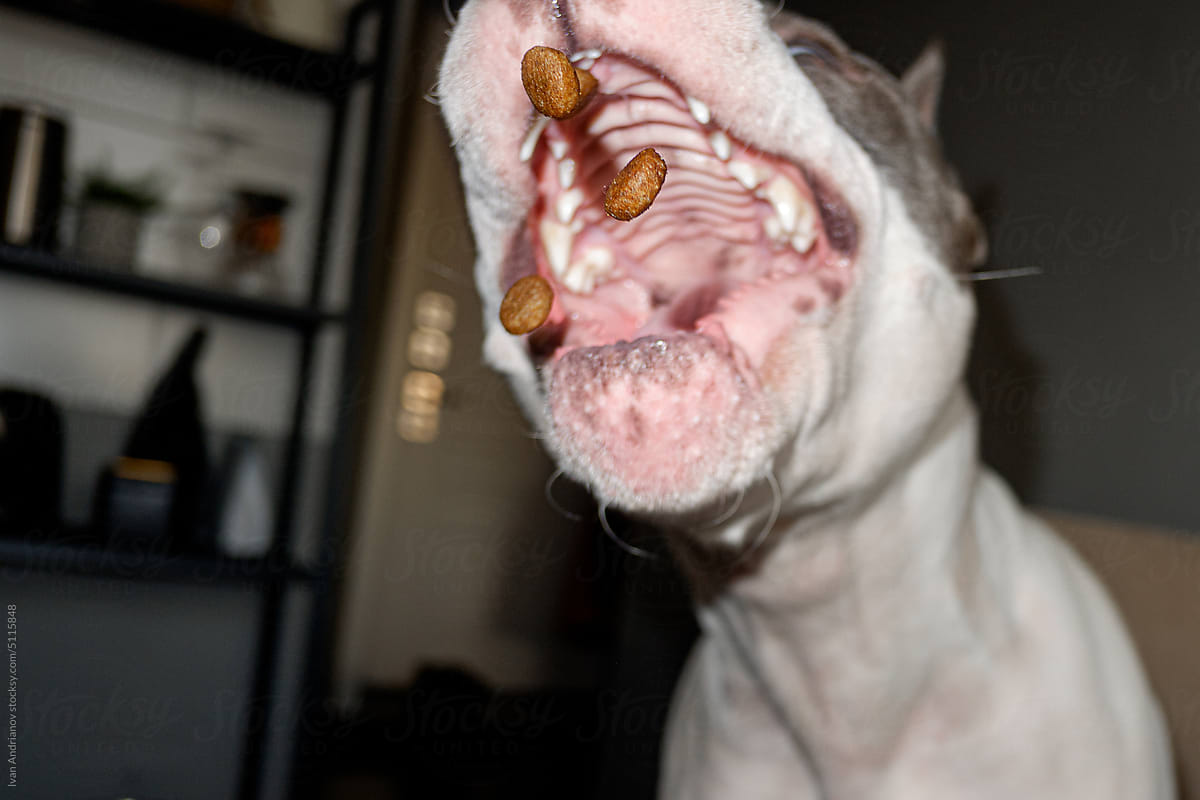 Dry Food Dog Eating Mouth Catches Close-up