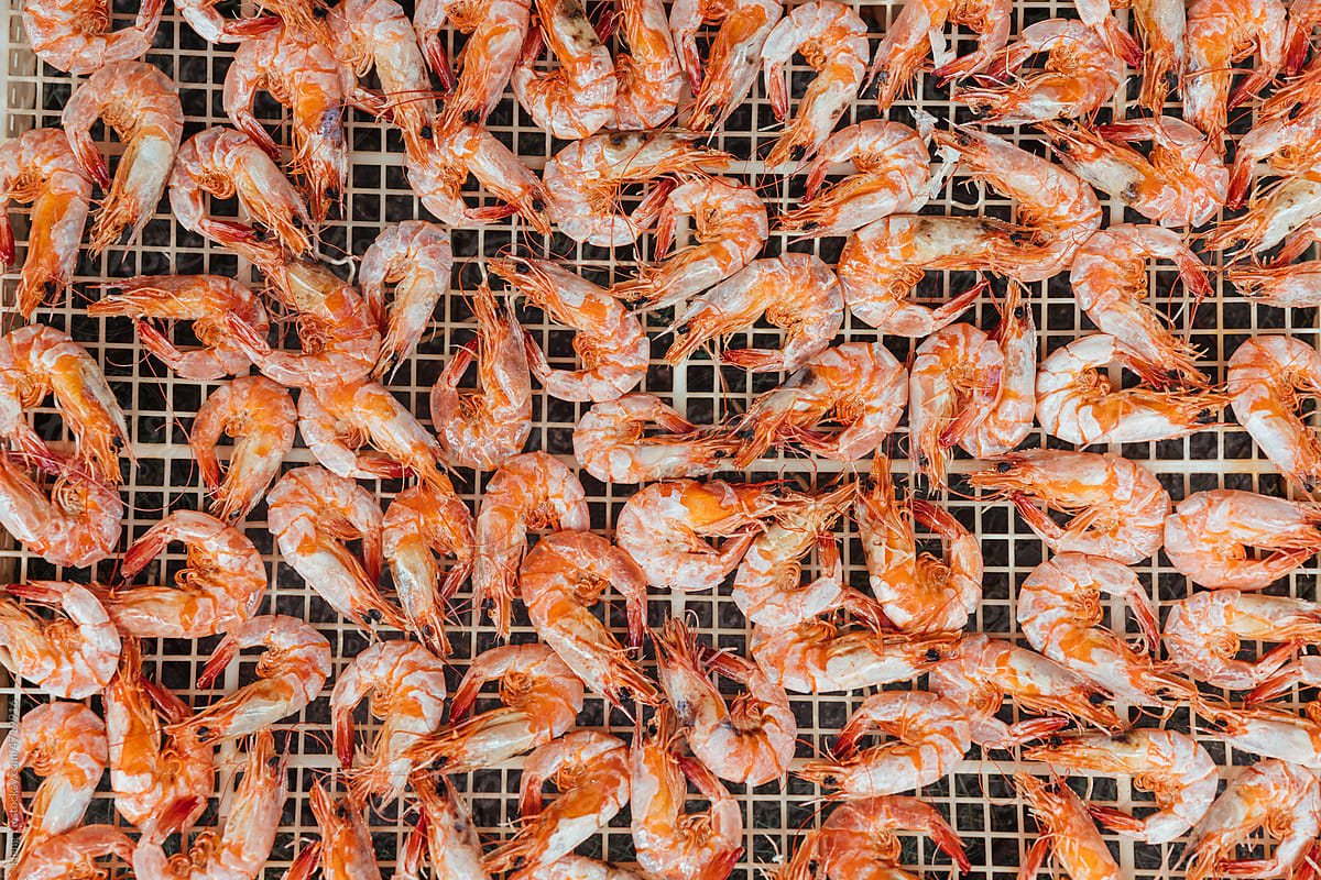 Drying shrimps under sunlight