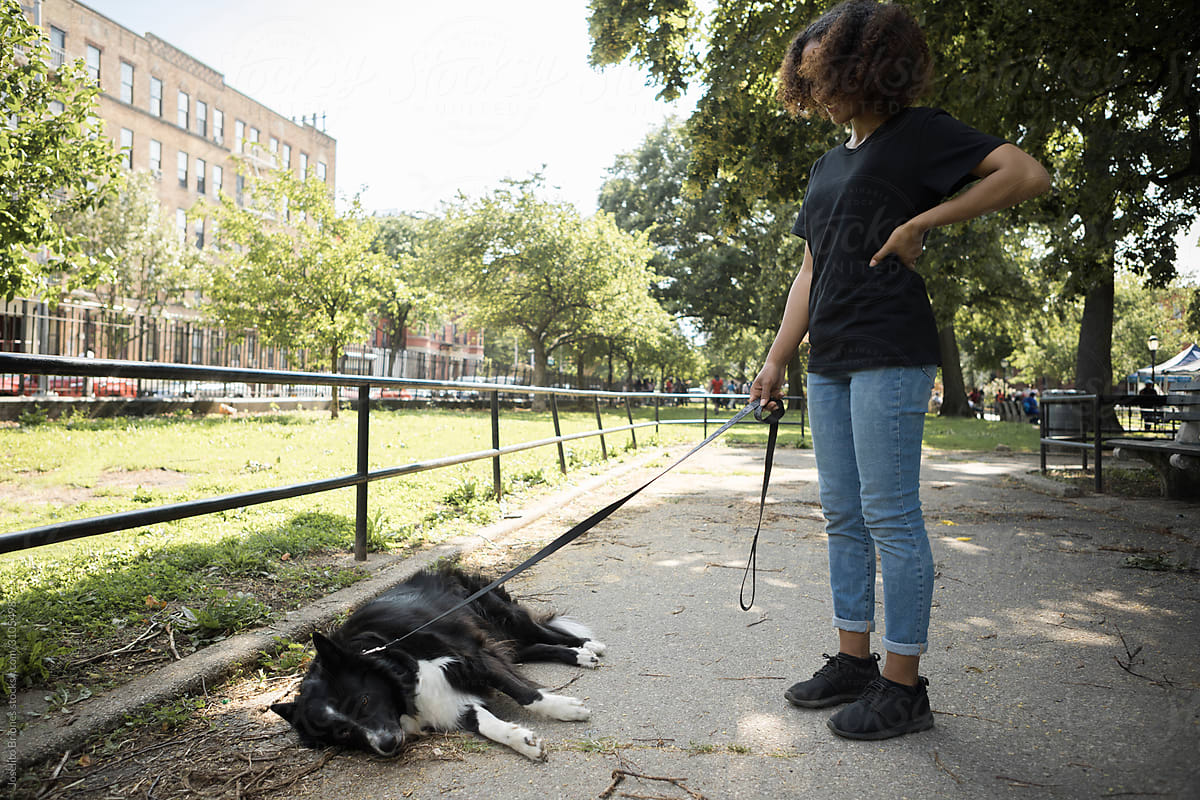 No-Treat No-Walk Upset Stubborn Pet Collie Dog Refusing to walk with Dogwalker