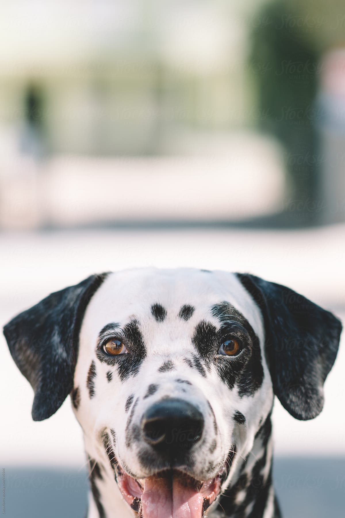 Dalmatian dog looking at camera