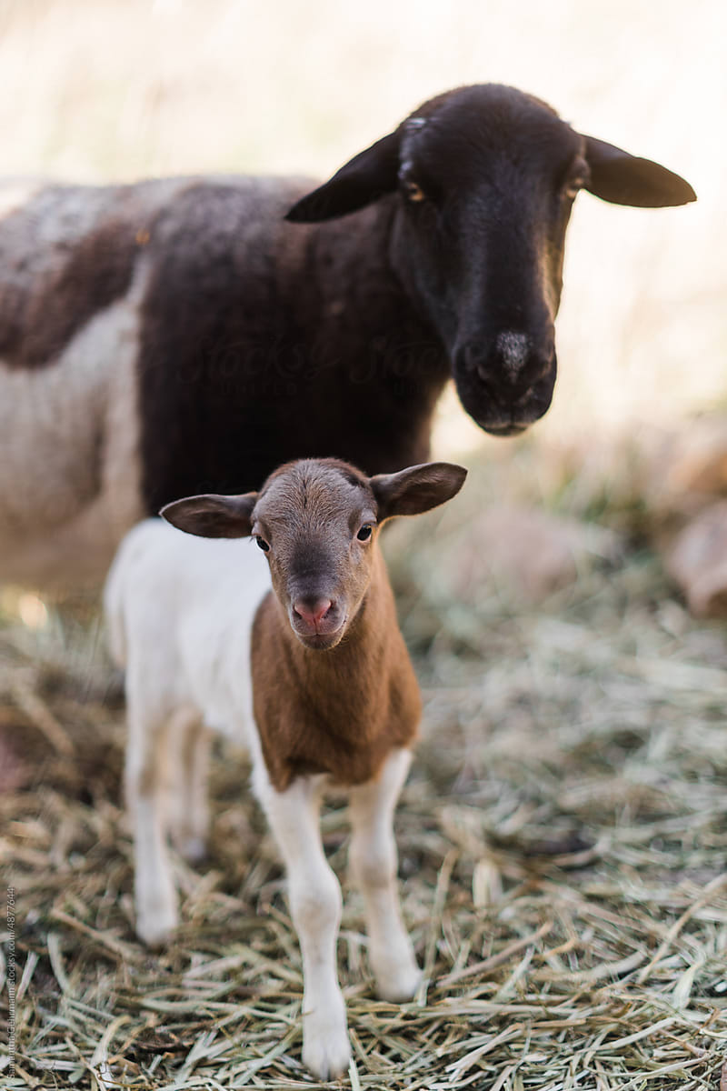 Dorper lamb and mother
