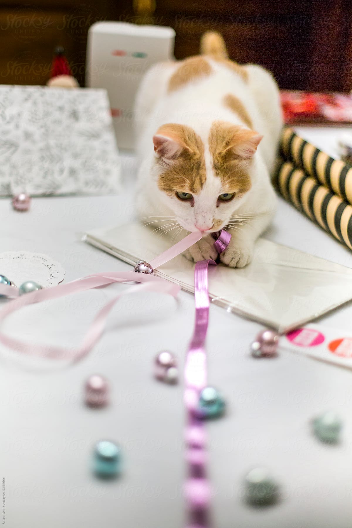 Cat grabs ribbon on table where someone is wrapping christmas presents