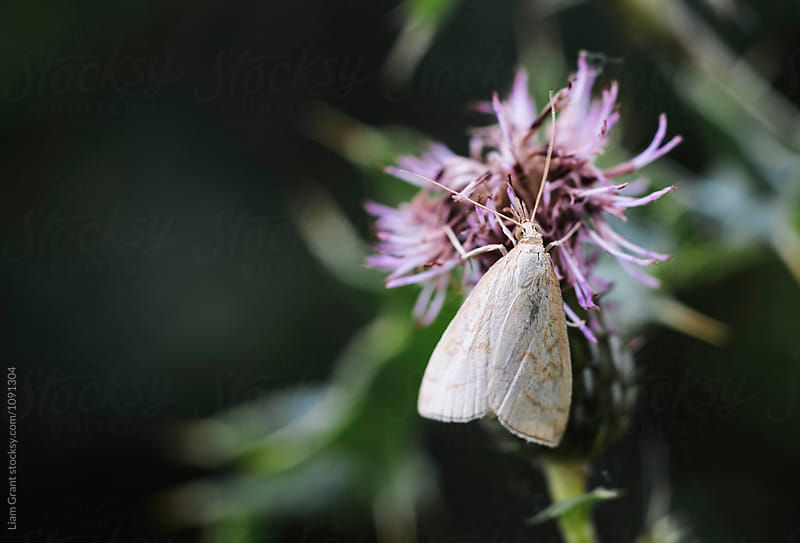 White wave moth on a wild flower. Norfolk, UK.