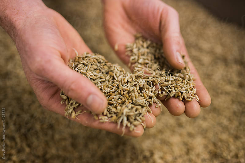A man\'s hands holding sprouted grain