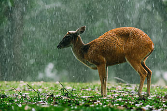 barking deer in the rain in khaoyai national park