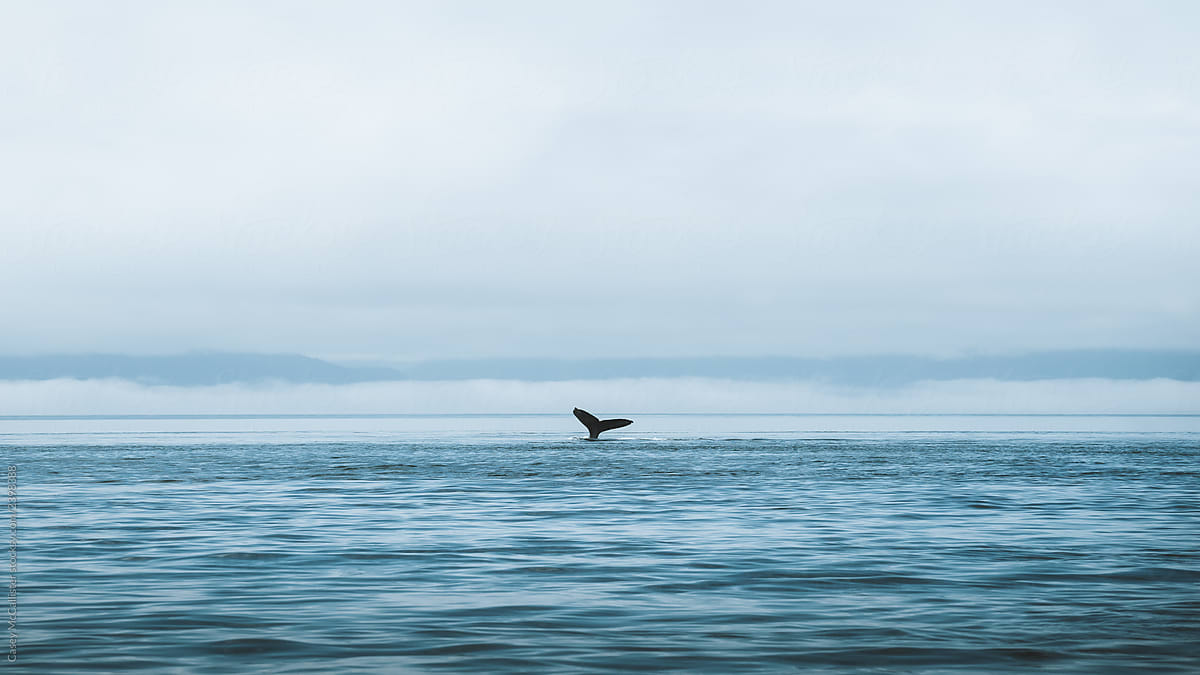 Ocean Whale Tail