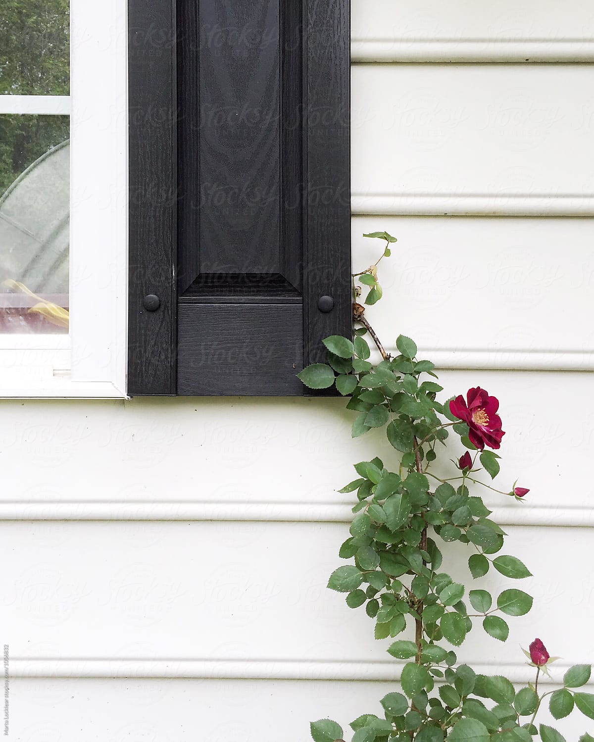 Climbing rose on colonial home